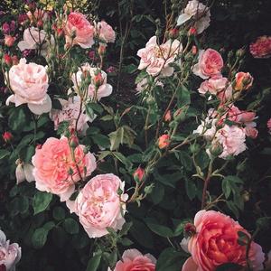 网站简单小鹤导航
